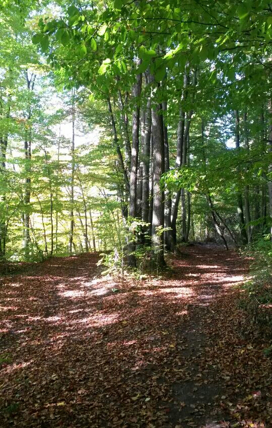 Mediale Beratung- Burnout-spychosoziale Lebensberatung- Coaching- Deine Seele im Mittelpunkt meiner Beratung