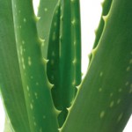 Aloe Vera Pflanze